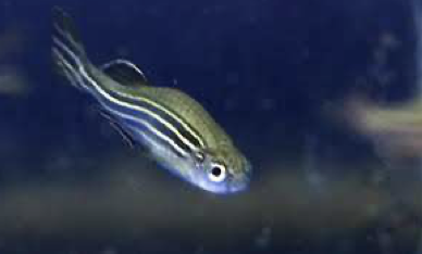 Du betrachtest gerade HiWi für Zebrafische im ECAS gesucht