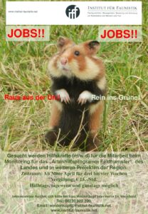 Mehr über den Artikel erfahren Mitarbeiter*in/Kartierhelfer*in für Artenhilfsprogramm Feldhamster